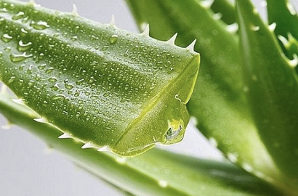 Organic Aloe Elements